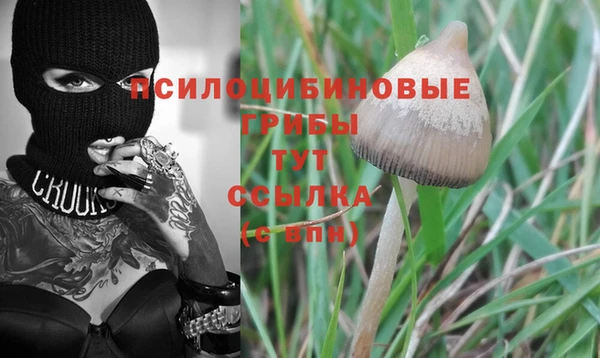 трава Белокуриха